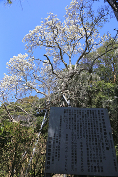 田平町にあるハクモクレンの写真