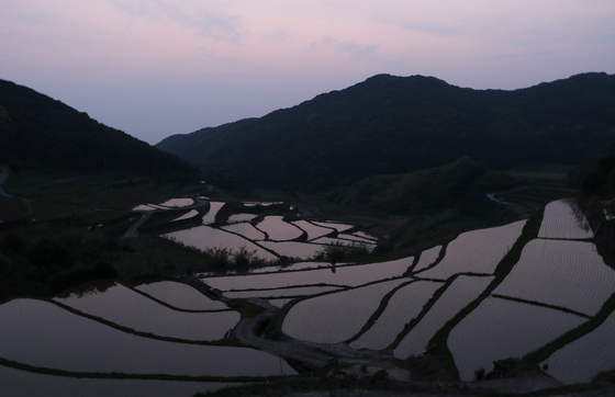 夕暮れの春日棚田