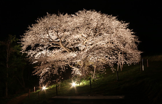 木ヶ津町の慈眼桜の写真