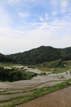 春日の棚田