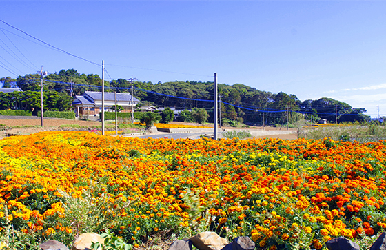 マリーゴールドの花畑の画像