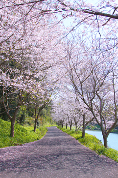 久吹ダムの桜ロード