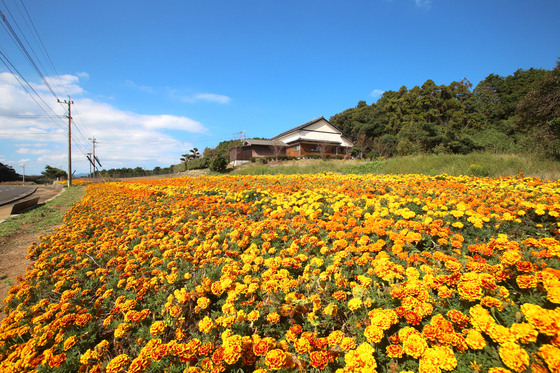 田平町福崎地区のマリーゴールド