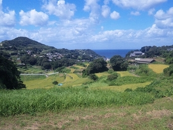 春日の棚田2