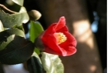 市の花木　やぶ椿