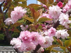 亀岡公園の二度咲き桜画像02