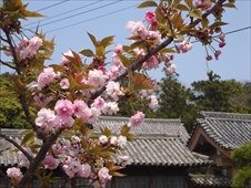 亀岡公園の二度咲き桜画像03