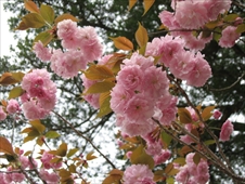 亀岡公園の二度咲き桜画像04