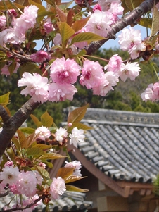 亀岡公園の二度咲き桜画像05