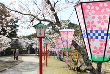 亀岡公園の桜画像02