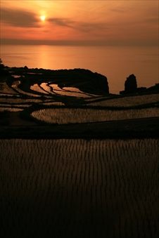 大島村の棚田06