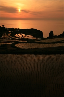 大島村の棚田07