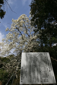 海寺跡のハクモクレン画像01