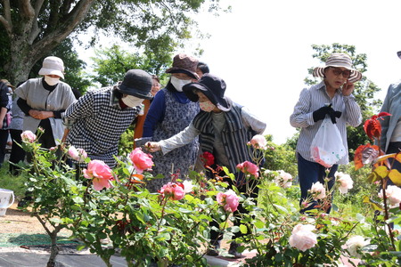 崎方公園バラ園内覧会