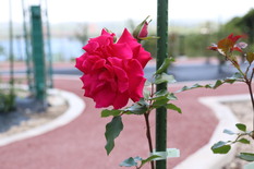 ウィリアムアダムスという品種のバラの写真