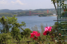 平戸大橋とバラの花の写真