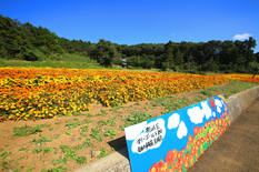 福崎地域のマリーゴールド