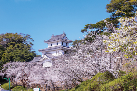 202504sakura