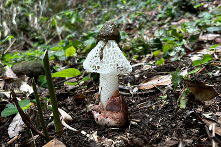 アカダマキヌガサタケの写真