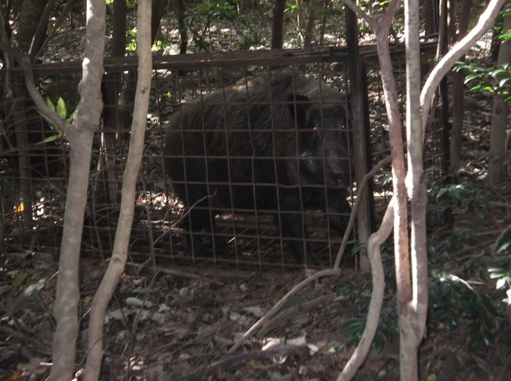 捕獲されたイノシシの画像