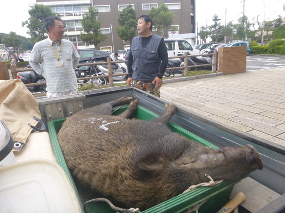 実施隊員が捕獲したイノシシの画像