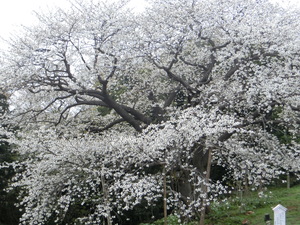 2016慈眼桜