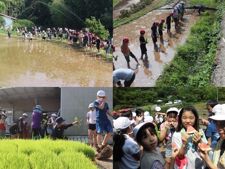田植え