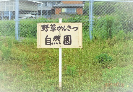 野草観察自然園