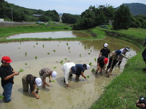 田植え３