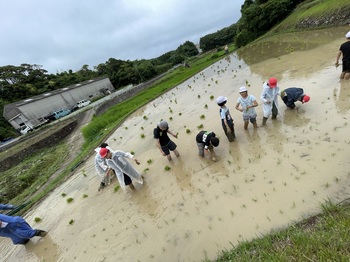 ５年生田植え