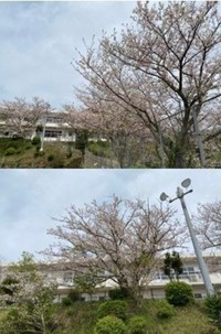 校庭の桜