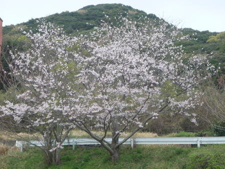 桜