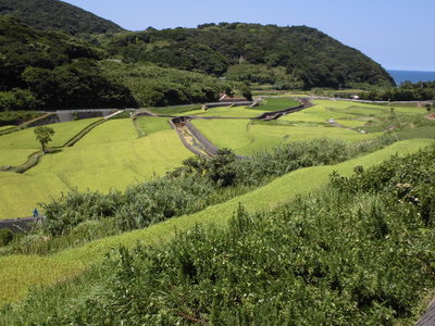 早期米の栽培も盛んです