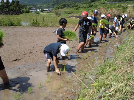 田植えの写真