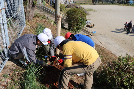 桜の植樹