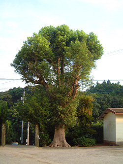 平戸市立田平東小学校