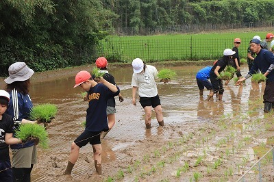 taue1