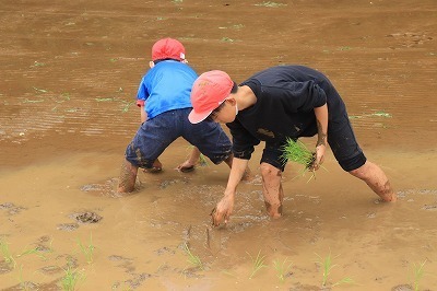 taue3