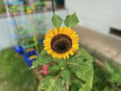 girasol
