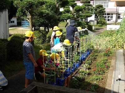 asagao1