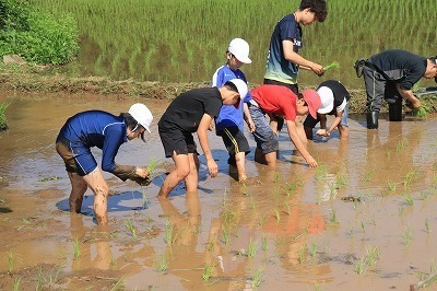 taue7