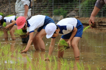 ５年生が「田植え」を行いました。