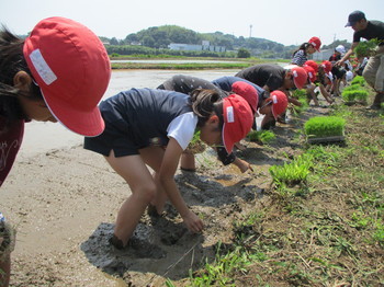 田植え