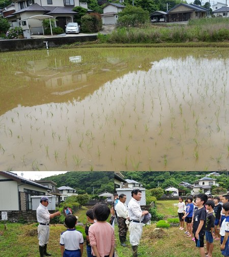 田植えの様子