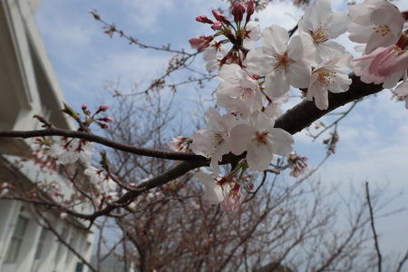 桜