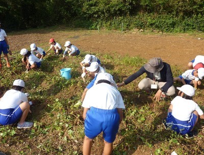 中学年芋掘り