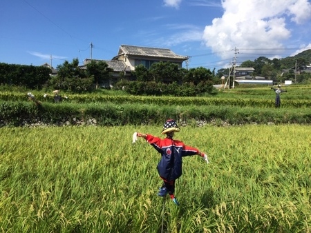 田んぼにかかしを立てました Hiradoじかん情報 小学校 中学校 長崎県 平戸市 ひらどし ホームページ