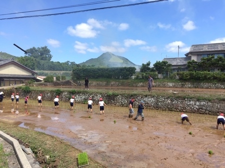 田植えの写真