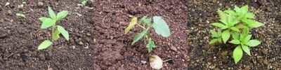 植物の成長
