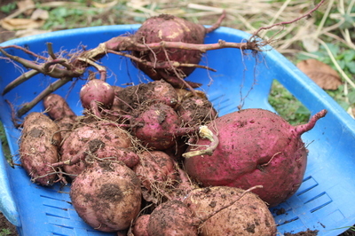 芋掘りの様子
